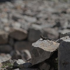 30.3.2013 096